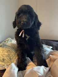 Goldendoodle puppies 10 weeks old. Ready to go to their furever homes.