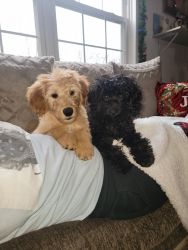 2 adorable Doodles in need of loving home.
