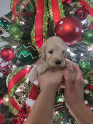 Golden doodle puppies perfect for a Christmas present