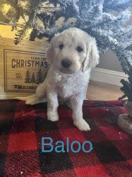 Christmas puppies. Goldendoodle puppies