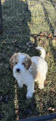 F1B female red and white Goldendoodle