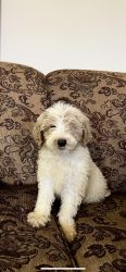 Red and white parti F1b Goldendoodle