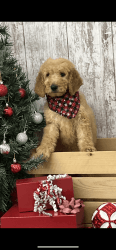 F1b Male Goldendoodle