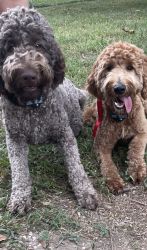 Selling our Double Doodles
