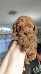 6 week old MINI Goldendoodle for sale from loving home