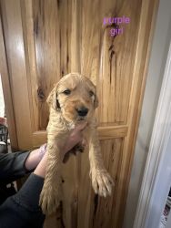 F2 Sweet Goldendoodle puppies