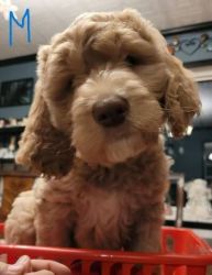Goldendoodle Puppies- Ready for their forever homes!
