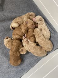 Mini Goldendoodles puppies looking for their new homr