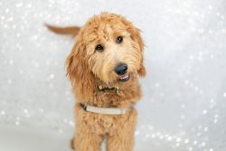 Goldendoodle looking for new family