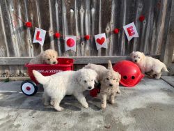 Mini Goldendoodles Ready for Valentines