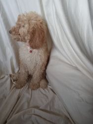 RED IS A F1B GOLDENDOODLE PUPPY