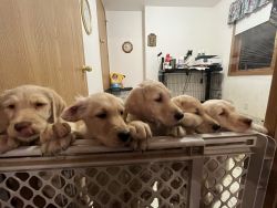 Goldendoodle/Lab puppies
