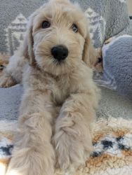 Adorable Goldendoodle Puppy