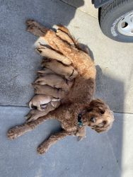 F2B Standard Goldendoodle Puppies for sale
