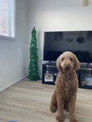 2 year old golden doodle F1b