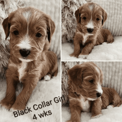 Micro goldendoodles ready Mar 18