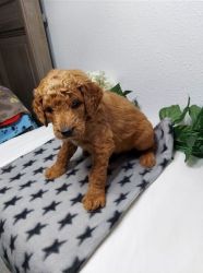 Beautiful litter of KC registered Goldendoodle puppies,