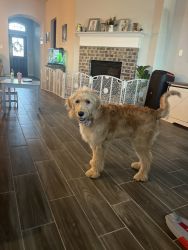 7 month Goldendoodle For Sale