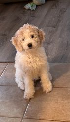 Looking for home for Goldendoodle