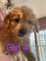 F1 Goldendoodle puppies looking for their homes