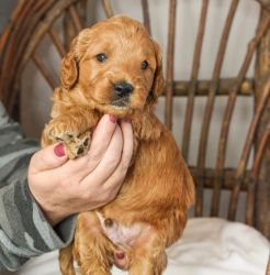 Golden Doodle Puppies Ready For New Loving Homes