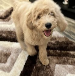 Bella is a 15 week old goldendoodle ready for her forever home
