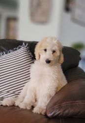 F1bb Goldendoodle Puppy