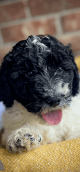 Party Goldendoodle’s price to sale