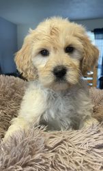 Posey F1B goldendoodle