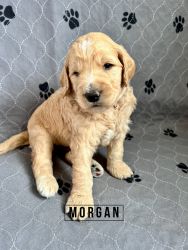 F2B GoldenDoodle puppies ready Mothers Day (May 14)