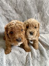 F1BB Mini Goldendoodle puppies