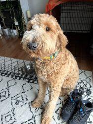 1 year old goldendoodle
