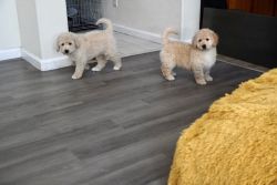 Goldendoodle+ Maltipoo mix breed male