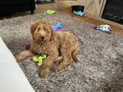 Potty Trained Golden Doodle