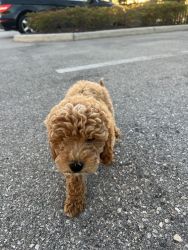 Micro goldendoodle for sale!!