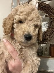Goldendoodle - Red collar