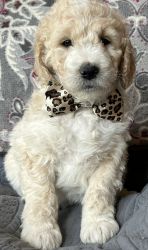 Goldendoodle puppy ready now