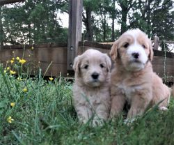 Mini Goldendoodle puppies!