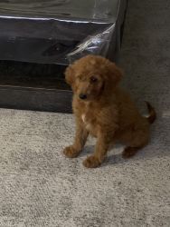 Adorable Mini Golden Doodle looking for a loving home.