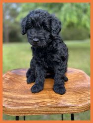 Twoodle Pups for sale (Goldendoodle/schnoodle)