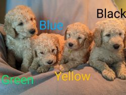 7 Adorable Golden Doodle Puppies Await Their Perfect Families!