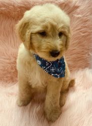 Adorable golden doodle puppies red and golden