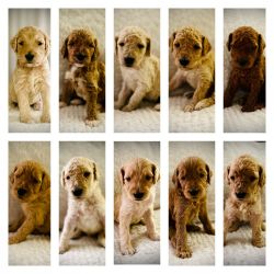 F1B Goldendoodle Puppies in Oklahoma -10 available