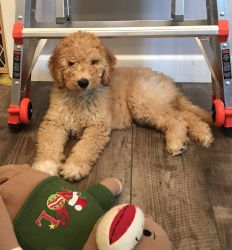 Gorgeous Goldendoodles & other puppies!