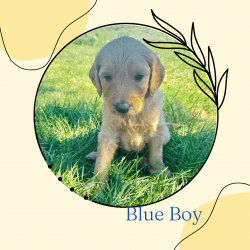 F1b Standard Goldendoodle Puppies - Ready Aug 1st