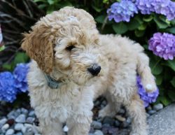 GOLDENDOODLE PUPPIES (price reduced)