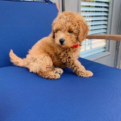 Healthy and charming goldendoodle puppies available