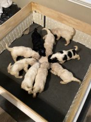 Golden doodle puppies born June 14th will be ready for rehoming Augus