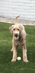 Year old female GOLDENDOODLE