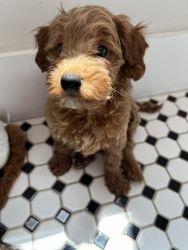 Charming 10-Week-Old Mini Goldendoodle Puppy
